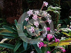 Calanthe cardioglossa Schltr Orchid in Thailand