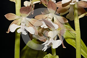 Calanthe discolor