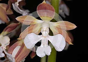 Calanthe discolor photo