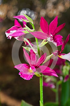 Calanthe Grouville Orchid