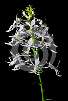 Calanthe leonidii