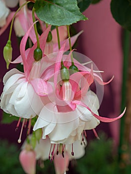 Calanthe orchid flowers