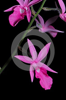 Calanthe rosea