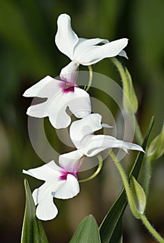 Calanthe 'William Murray'