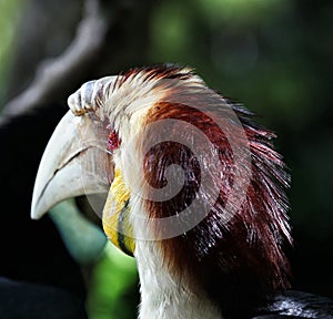 Calao or wreathed hornbill with red eye from Bali bird park Indonesia