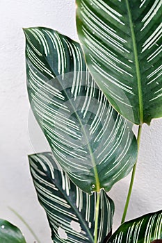 Calathea, Calathea cv Sanderiana or Calathea majestica or Calathea ornata