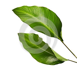 Calathea foliage, Exotic tropical leaf, Large green leaf, isolated on white background