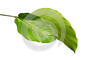 Calathea foliage, Exotic tropical leaf, Large green leaf, isolated on white background with clipping path