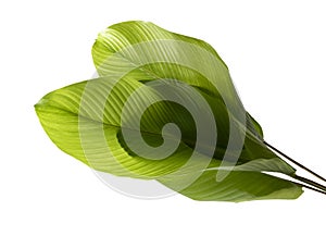 Calathea foliage, Exotic tropical leaf, Large green leaf, isolated on white background with clipping path