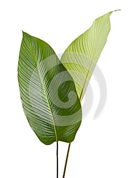 Calathea foliage, Exotic tropical leaf, Large green leaf, isolated on white background with clipping path