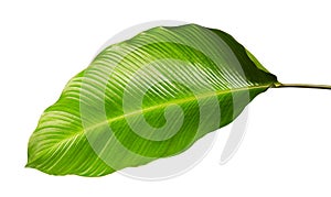 Calathea foliage, Exotic tropical leaf, Large green leaf, isolated on white background with clipping path