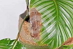 Calathea houseplant leaf with brown and yellow leaf spots