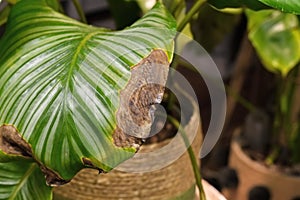 Calathea houseplant leaf with dry brown and yellow leaf spots