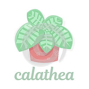 Calathea. Houseplant in a pot. Exotics.