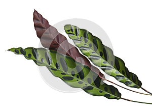 Calathea lancifoli plant, Calathea insignis foliage, Calathea leaf, isolated on white background with clipping path