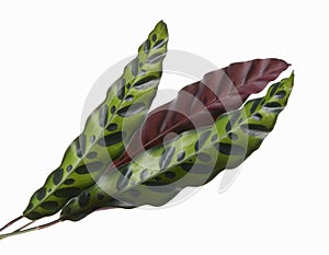 Calathea lancifoli plant, Calathea insignis foliage, Calathea leaf, isolated on white background with clipping path