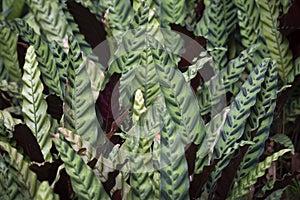 Calathea lancifolia or Goepertia insignis