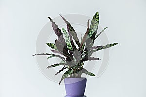 calathea lancifolia in pot isolated photo