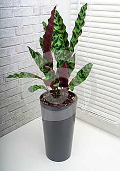 Calathea lancifolia is a species of flowering plant in the Marantaceae family