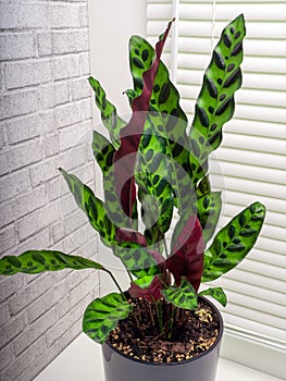 Calathea lancifolia is a species of flowering plant in the Marantaceae family photo