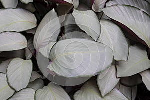 Calathea leaves Calathea vaginata Petersen. The upper leaves are light green with silver-gray and under is