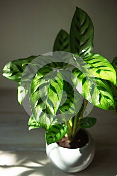 Calathea leopardina green pattern leaf close-up. Potted house plants, green home decor, care and cultivation, marantaceae variety