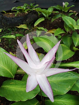 Calathea Loeseneri showy pinkish white flower