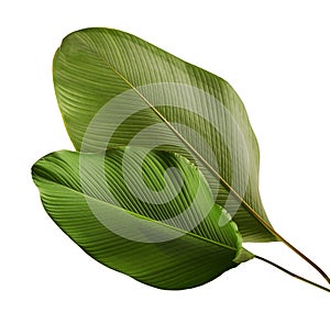 Calathea lutea foliage, Cigar Calathea, Cuban Cigar, Exotic tropical leaf, Calathea leaf, isolated on white background