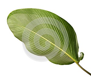 Calathea lutea foliage, Cigar Calathea, Cuban Cigar, Exotic tropical leaf, Calathea leaf, isolated on white background