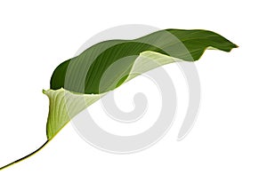 Calathea lutea foliage, Cigar Calathea, Cuban Cigar, Exotic tropical leaf, Calathea leaf, isolated on white background