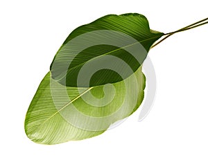 Calathea lutea foliage, Cigar Calathea, Cuban Cigar, Exotic tropical leaf, Calathea leaf, isolated on white background