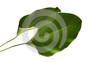 Calathea lutea foliage, Cigar Calathea, Cuban Cigar, Exotic tropical leaf, Calathea leaf, isolated on white background