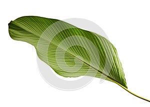 Calathea lutea foliage, Cigar Calathea, Cuban Cigar, Exotic tropical leaf, Calathea leaf, isolated on white background with clip