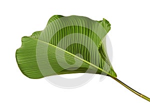 Calathea lutea foliage, Cigar Calathea, Cuban Cigar, Exotic tropical leaf, Calathea leaf, isolated on white background with clip