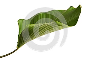 Calathea lutea foliage, Cigar Calathea, Cuban Cigar, Exotic tropical leaf, Calathea leaf, isolated on white background with clip