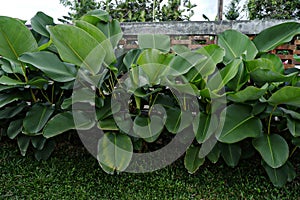 Calathea lutea grown in the garden