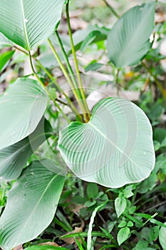 Calathea lutea Mey , Cigar Flower Plant or MARANTACEAE