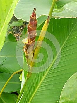 Calathea lutea rhizome