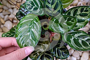 Calathea Makoyana E. Morren, Beautiful leaves, air purifier plant, natural background