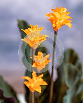 Calathea, Marantaceae flower photo