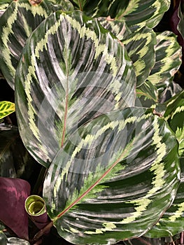 Calathea medallion 2452