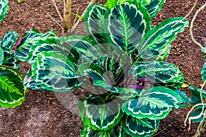 Calathea medallion, rose painted prayer plant, popular tropical specie from Brazil, America photo