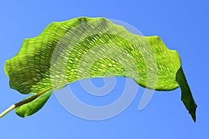 Calathea musaica green mosaic pattern leaf detail