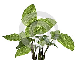 Calathea musaica `Network` plant, Calathea musaica leaves, Exotic tropical shrubs, isolated on white background with clipping path