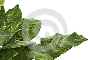Calathea musaica `Network` plant, Calathea musaica leaves, Exotic tropical shrubs, isolated on white background with clipping path