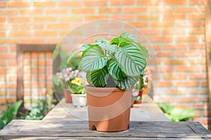 Calathea Orbifolia in clay pot