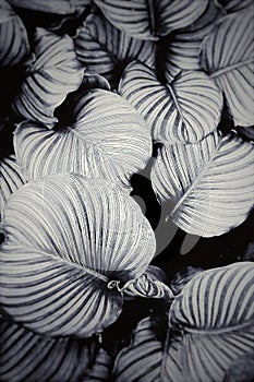 Calathea Orbifolia leaves in black and white.