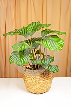 Calathea orbifolia plant in yellow wicker basket