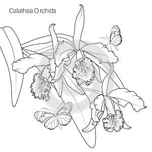 Calathea orchid tropical flower plant bloom blossom leaves with butterfly insect. Black line design white background.