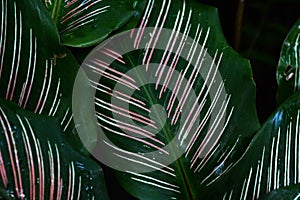 Calathea ornata leaves. Marantaceae perennial ornamental plant.